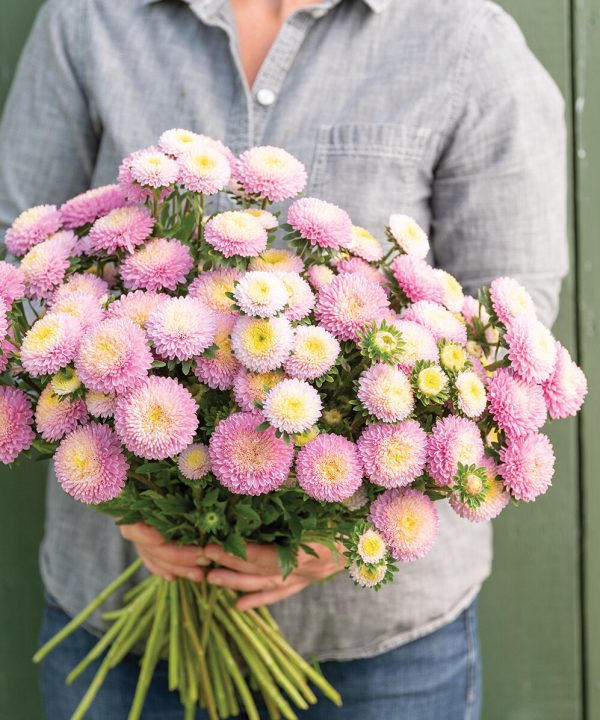 Bonita Shell Pink - Film-Coated China Aster Seed