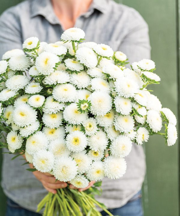 Bonita White - Film-Coated China Aster Seed