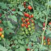 Amai - (F1) Tomato Seed