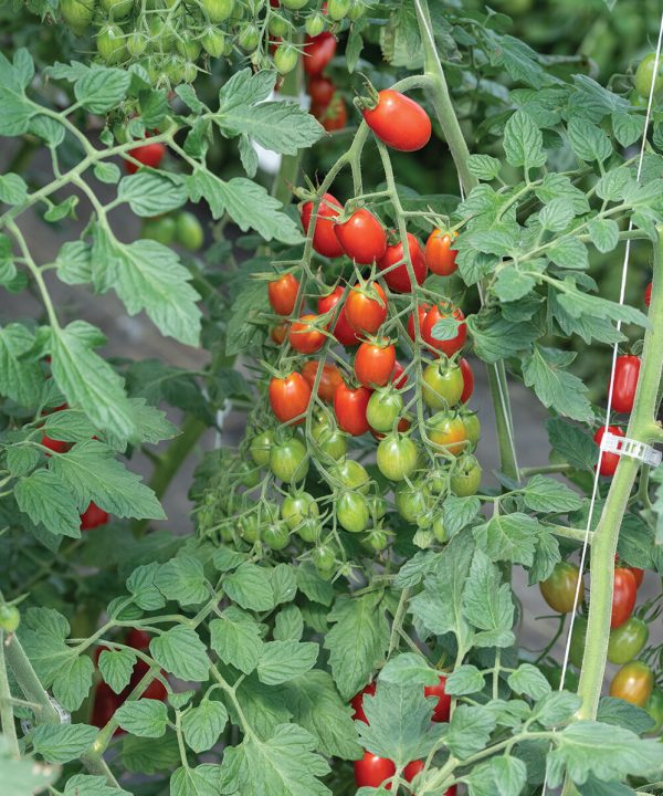Amai - (F1) Tomato Seed