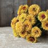 Queen Lime Peach - Zinnia Seed