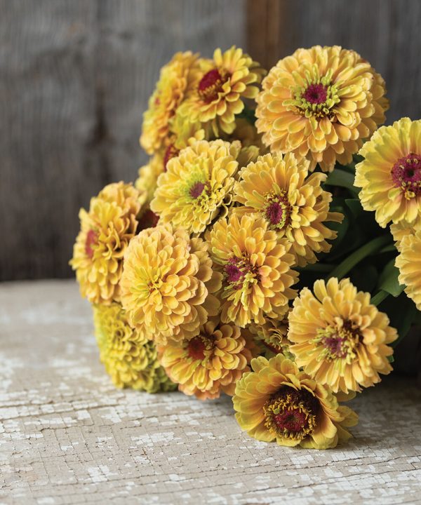 Queen Lime Peach - Zinnia Seed