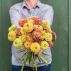 Queen Mix - Zinnia Seed