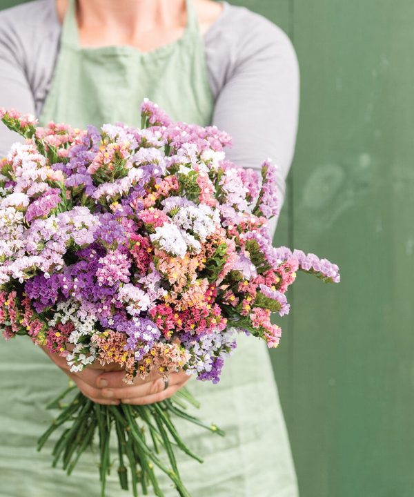 Pastel Mix - Statice Seed