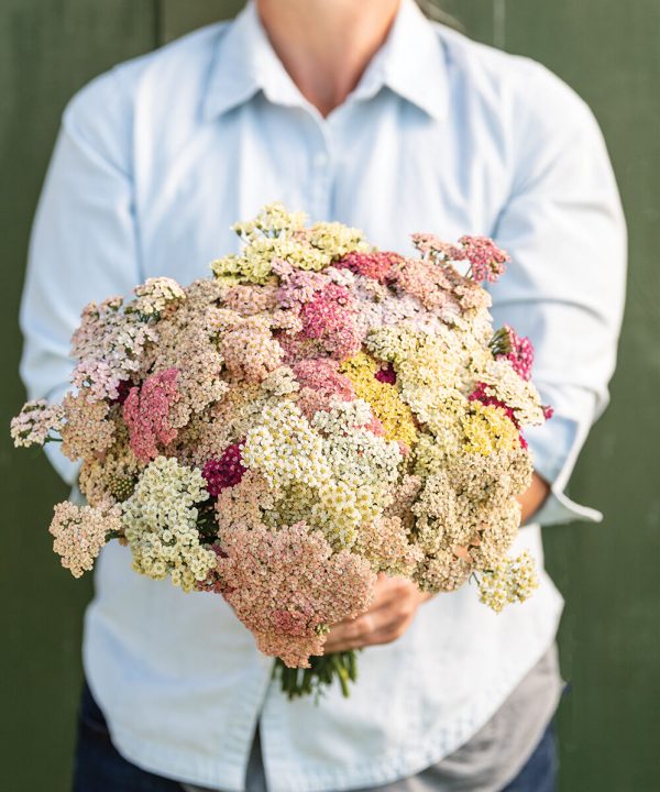 Favorite Berries - Organic Yarrow Seed