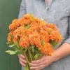 Orange Queen Improved - Celosia Seed