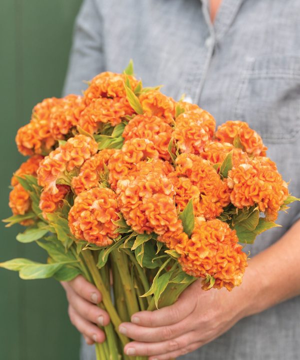Orange Queen Improved - Celosia Seed
