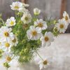 Versailles Flush - Cosmos Seed