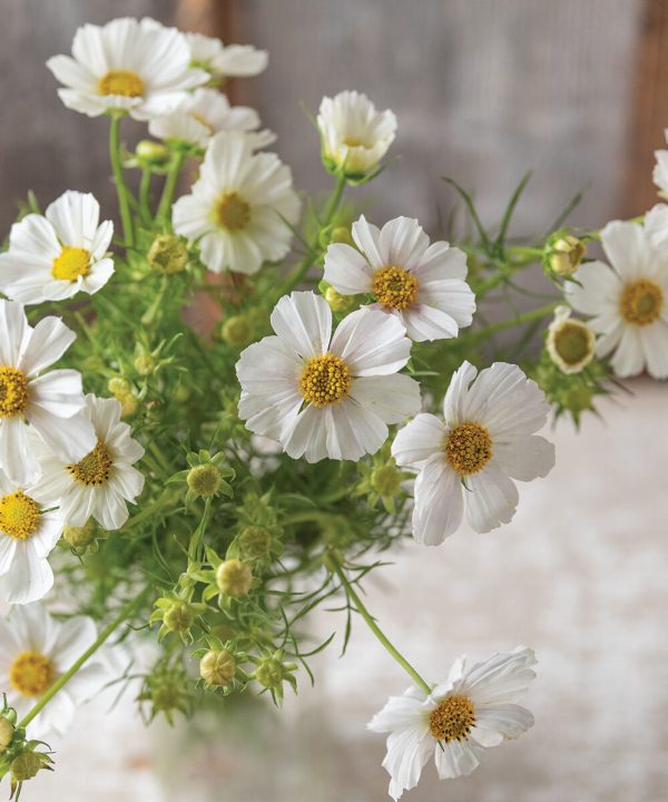 Versailles Flush - Cosmos Seed