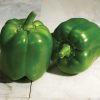 Classic - (F1) Bell Pepper Seed