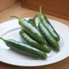Santo Domingo - (F1) Serrano Pepper Seed