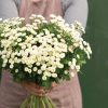 Snow Ball - Organic Matricaria Seed