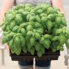 Prospera? DMR (PS5) - Organic (F1) Basil Seed