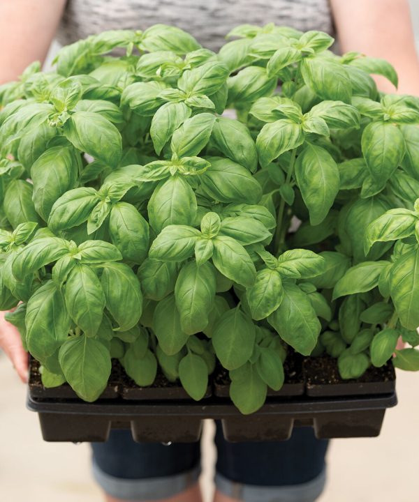Prospera? DMR (PS5) - Organic (F1) Basil Seed