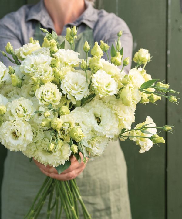 Voyage 2 Green II - (F1) Lisianthus
