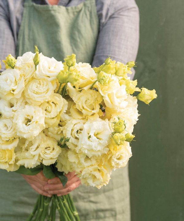 Voyage 2 Yellow II - (F1) Lisianthus