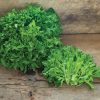 Ezpark - Organic Lettuce Seed