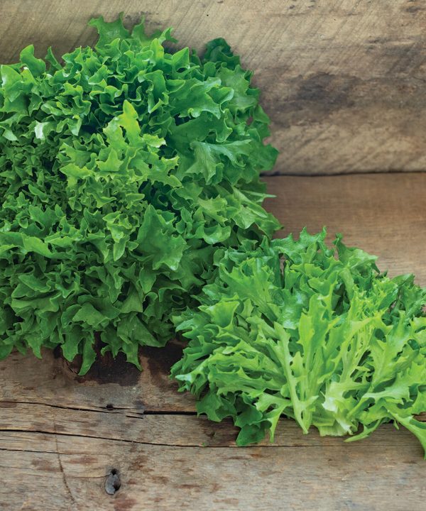 Ezpark - Organic Lettuce Seed