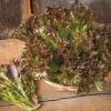 Rhone - Organic Lettuce Seed