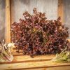 Ezflor - Organic Lettuce Seed
