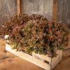 Shirane Sky - Lettuce Seed