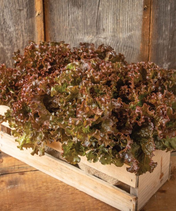 Shirane Sky - Lettuce Seed