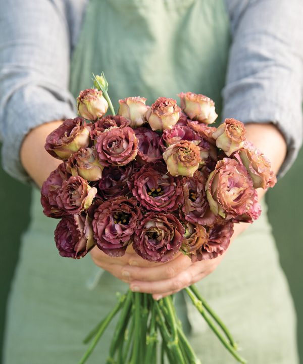 Rosanne 3 Brown - (F1) Lisianthus Seed