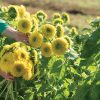 Gummy Bear - Sunflower Seed