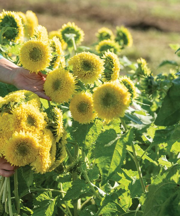 Gummy Bear - Sunflower Seed