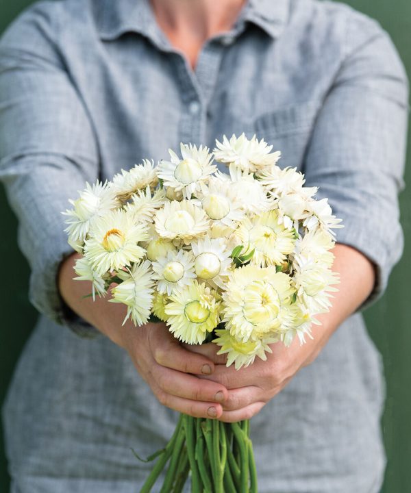 Creamy White - Strawflower Seed