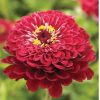 Giant Dahlia Flowered Deep Red - Zinnia Seed