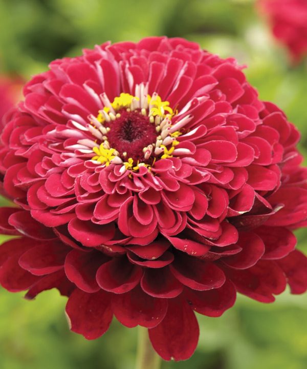 Giant Dahlia Flowered Deep Red - Zinnia Seed