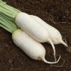Summit - (F1) Radish Seed
