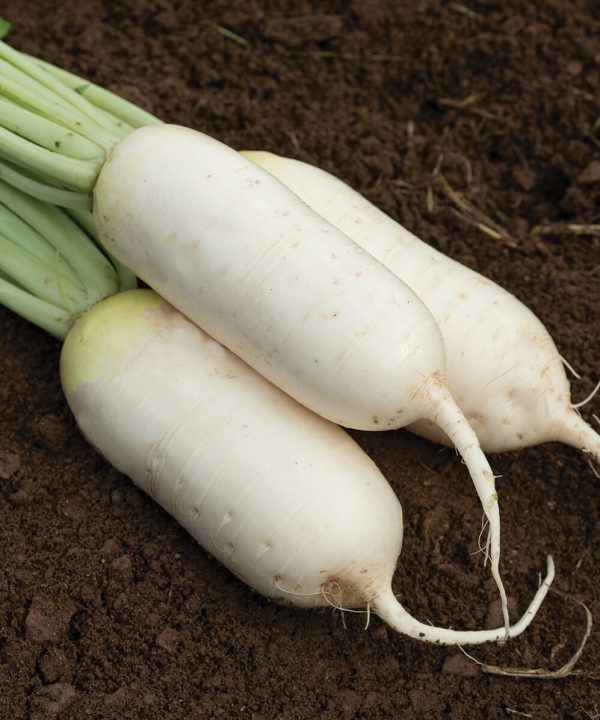 Summit - (F1) Radish Seed