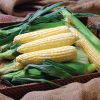 Solstice - 1r (F1) Corn Seed
