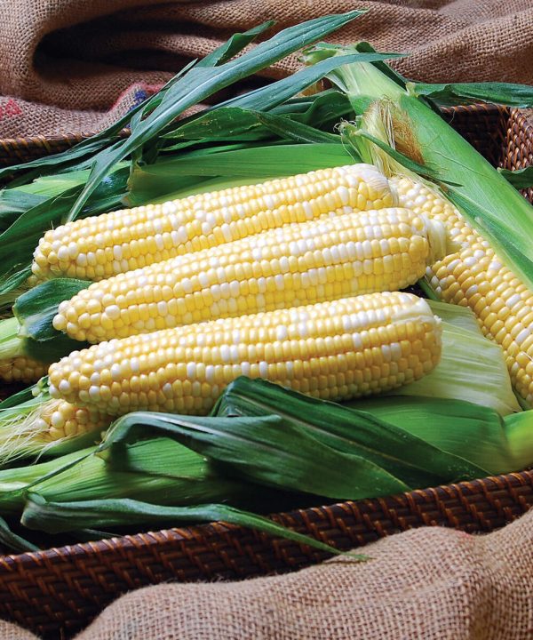 Solstice - 1r (F1) Corn Seed