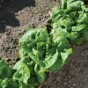 Buttercrunch - Organic Lettuce Seed