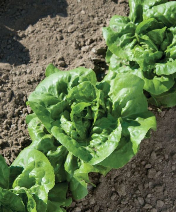 Buttercrunch - Organic Lettuce Seed