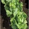 Nancy - Organic Lettuce Seed