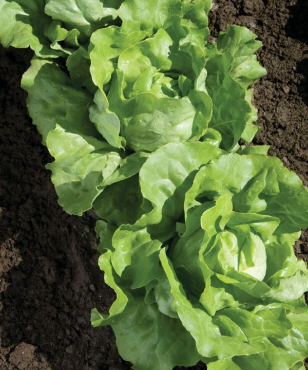 Nancy - Organic Lettuce Seed