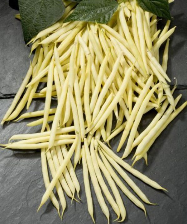 Goldilocks - Bean Seed