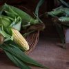 American Dream - Treated (F1) Corn Seed