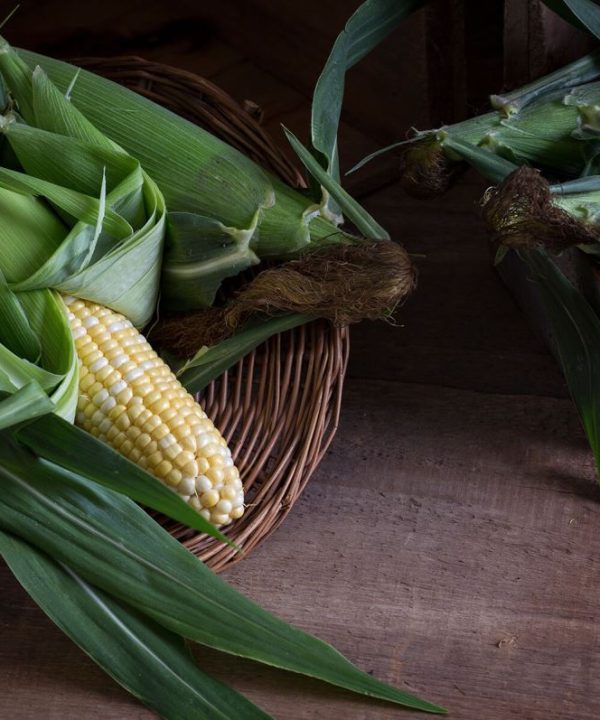 American Dream - Treated (F1) Corn Seed