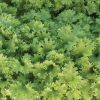 Wasabina - Mustard Green Seed