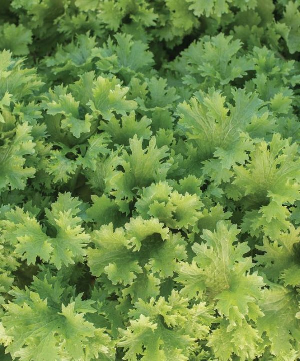 Wasabina - Mustard Green Seed