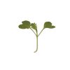 Mustard, Wasabina - Microgreen Seed
