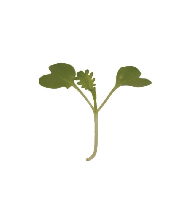 Mustard, Wasabina - Microgreen Seed