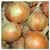 Gabriella - Organic (F1) Onion Seed