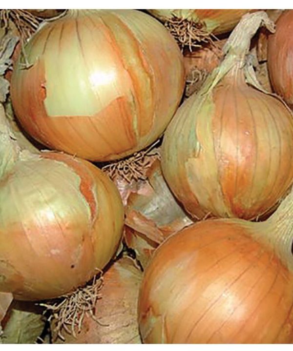 Gabriella - Organic (F1) Onion Seed