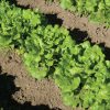 Nevada - Lettuce Seed